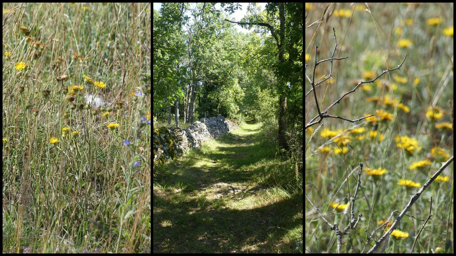 11 juillet 21 fontanes du causse2