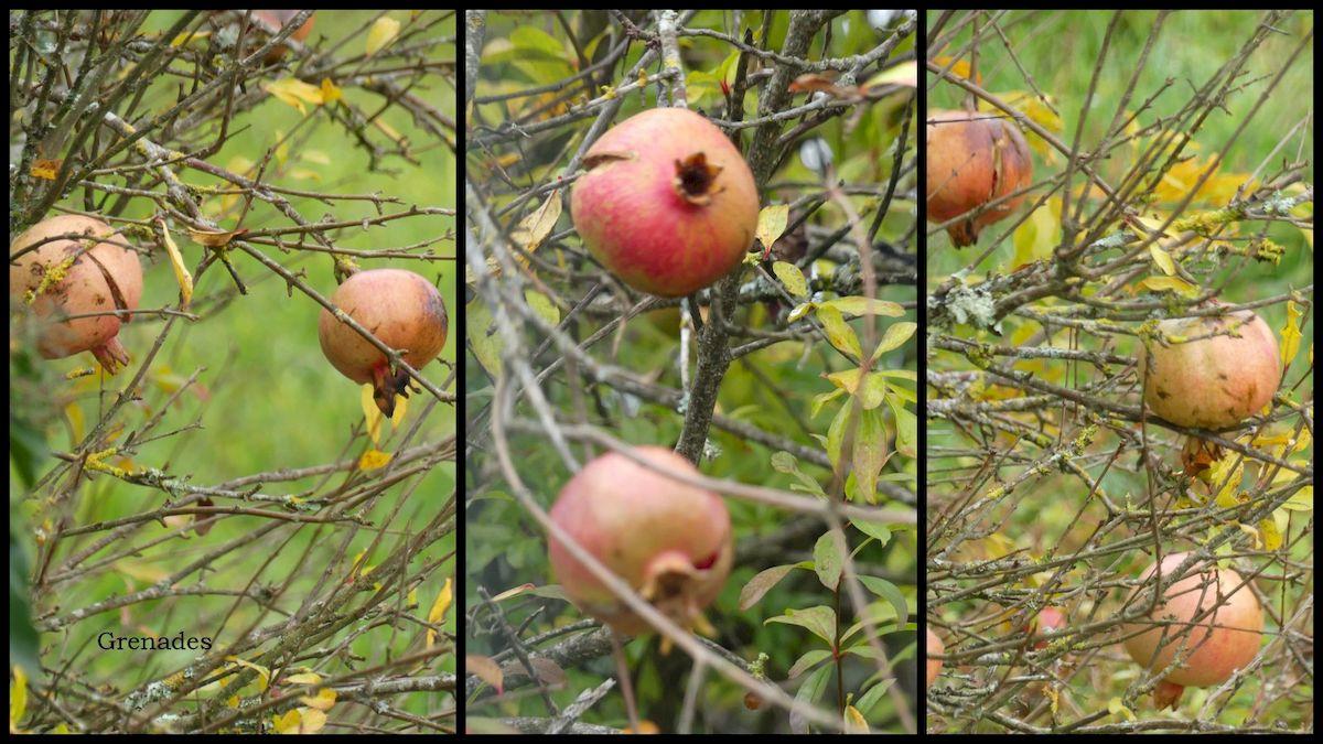 14 nov 21 cournou1 resultat