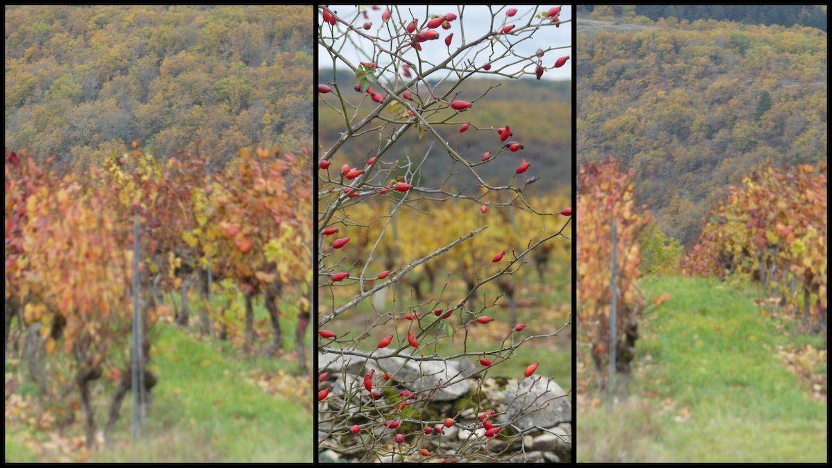 14 nov 21 cournou11 resultat