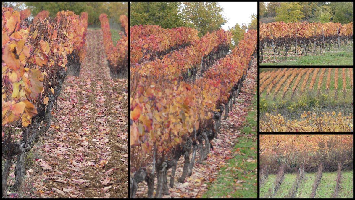 14 nov 21 cournou17 resultat