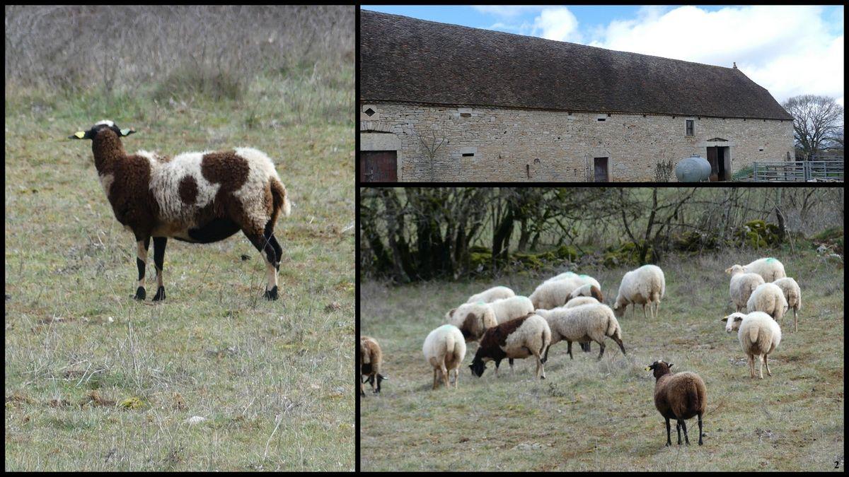 19 mars 2023 rando le moulin du saut1 resultat