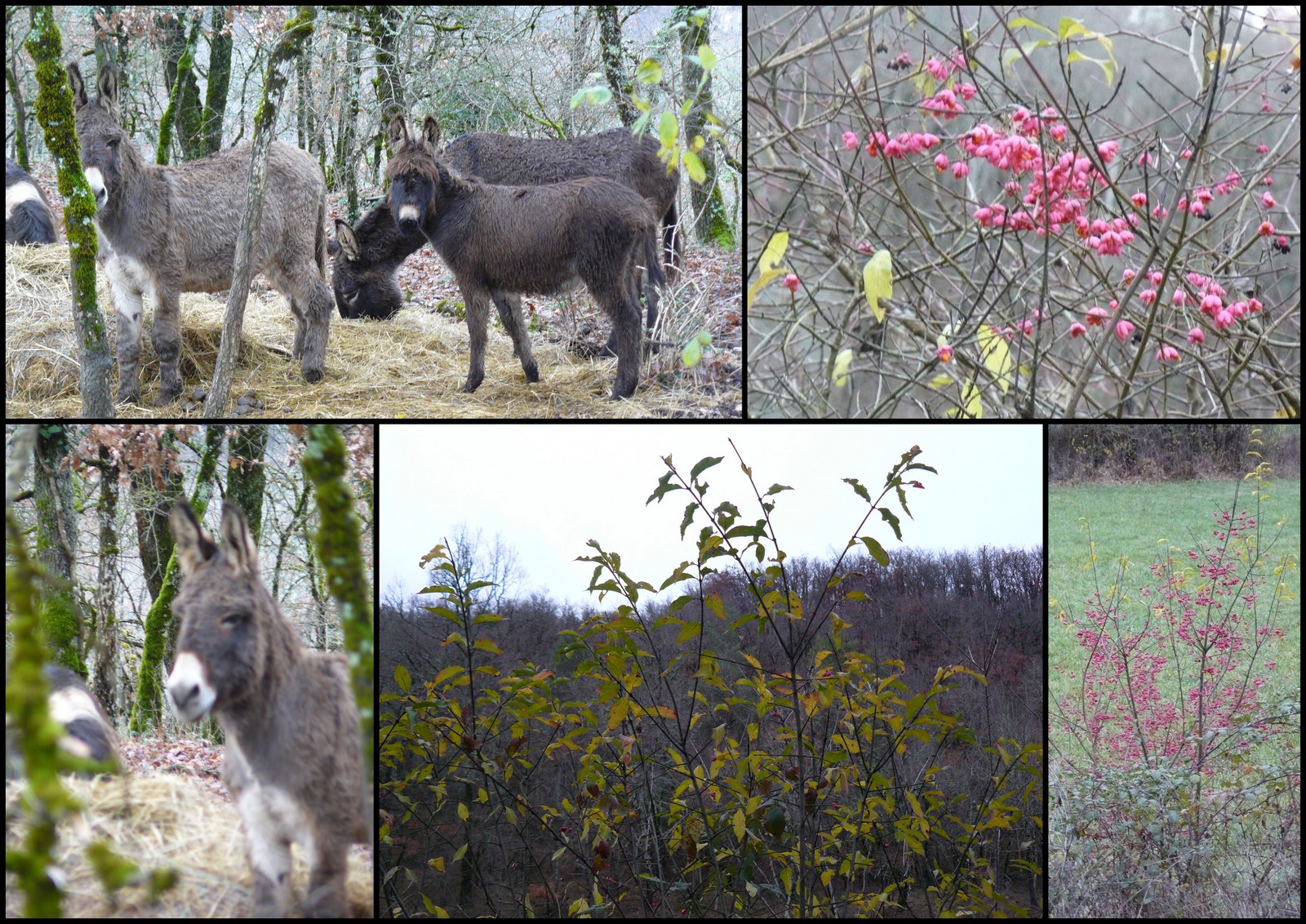 23 dec 2018 gigouzac10