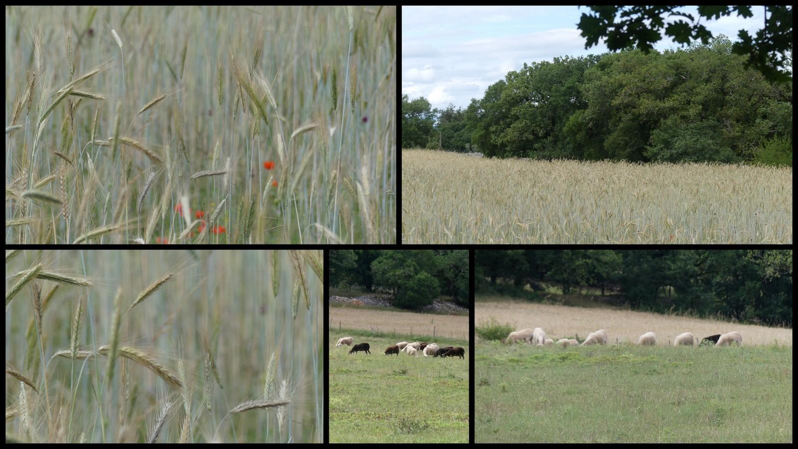 4 juillet 2021 st chels19