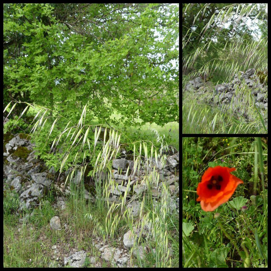 7 mai 23 rando caniac du causse circuit planagreze13 resultat