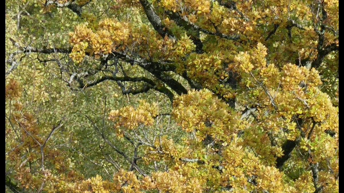 Degagnac 17 nov 20195