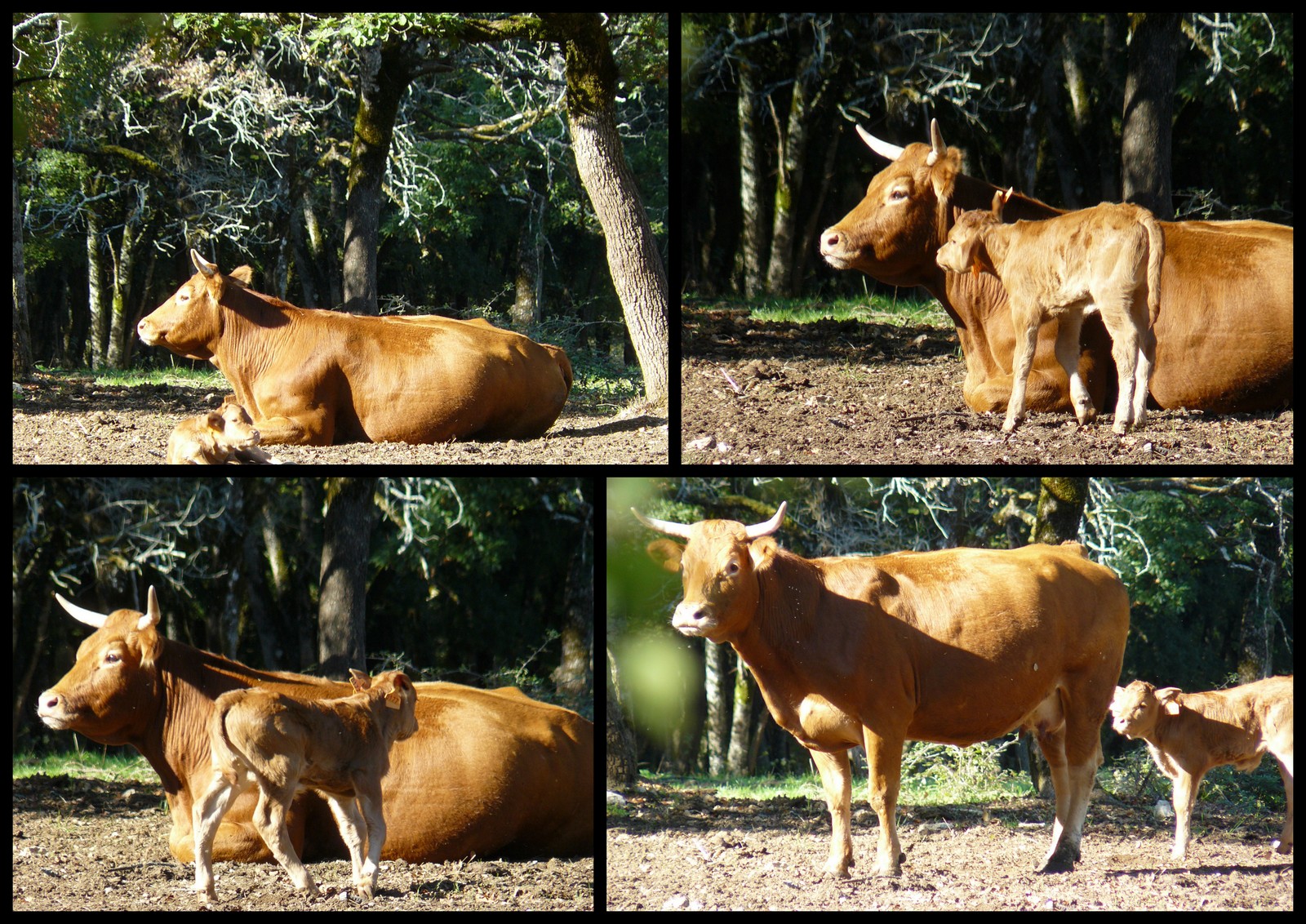 Rando 21 oct loupiac5