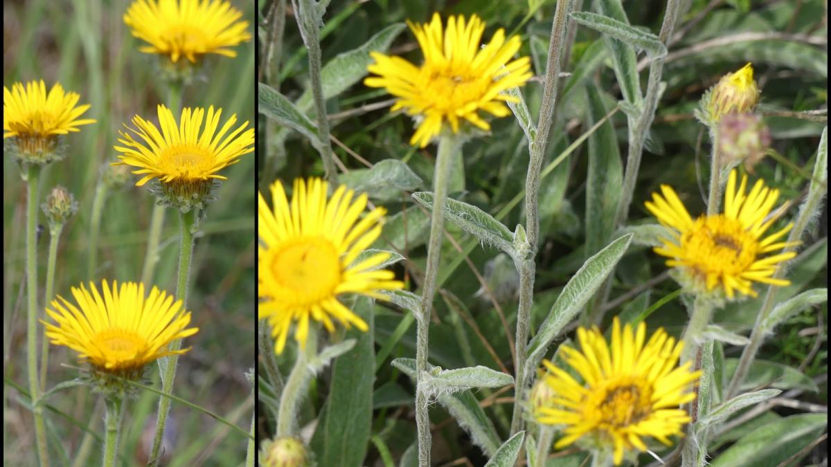 Rando 23 juin 2019 st chamarand10