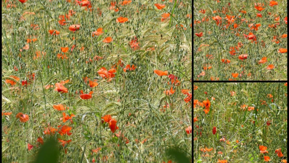 Rando 23 juin 2019 st chamarand5