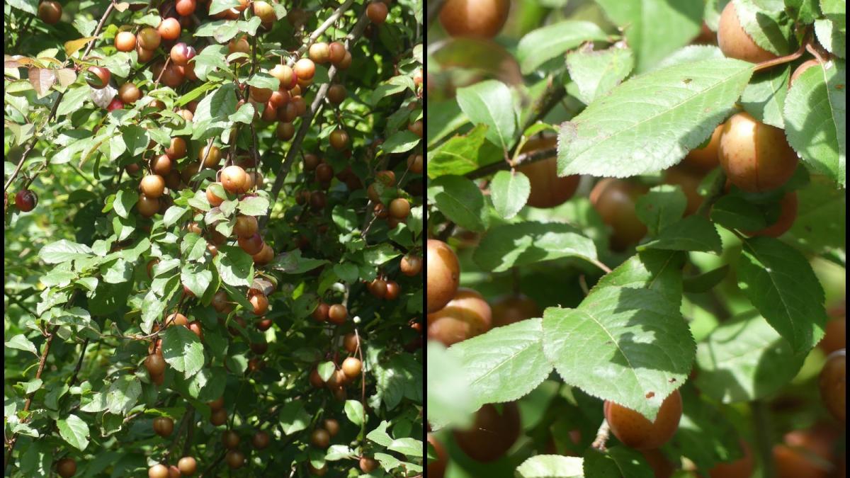 Rando 23 juin 2019 st chamarand6