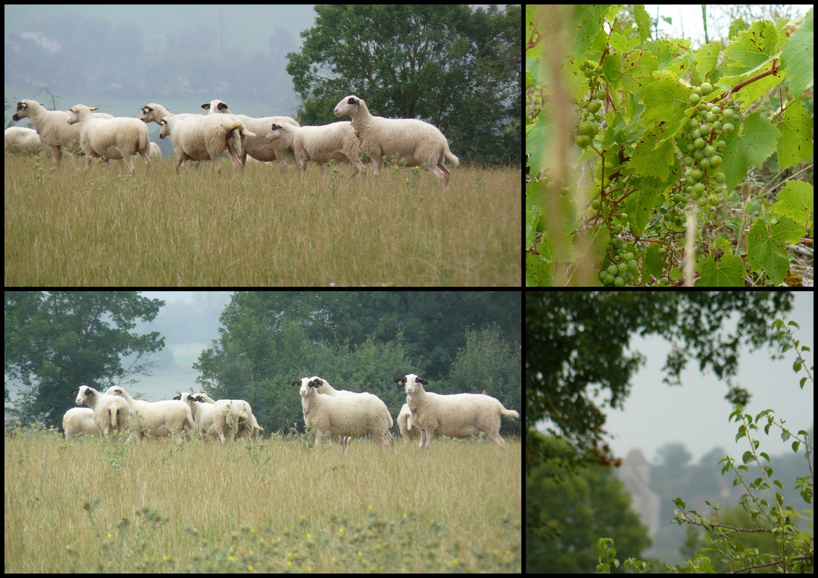 Rando 9 juil 2017 se niergues13