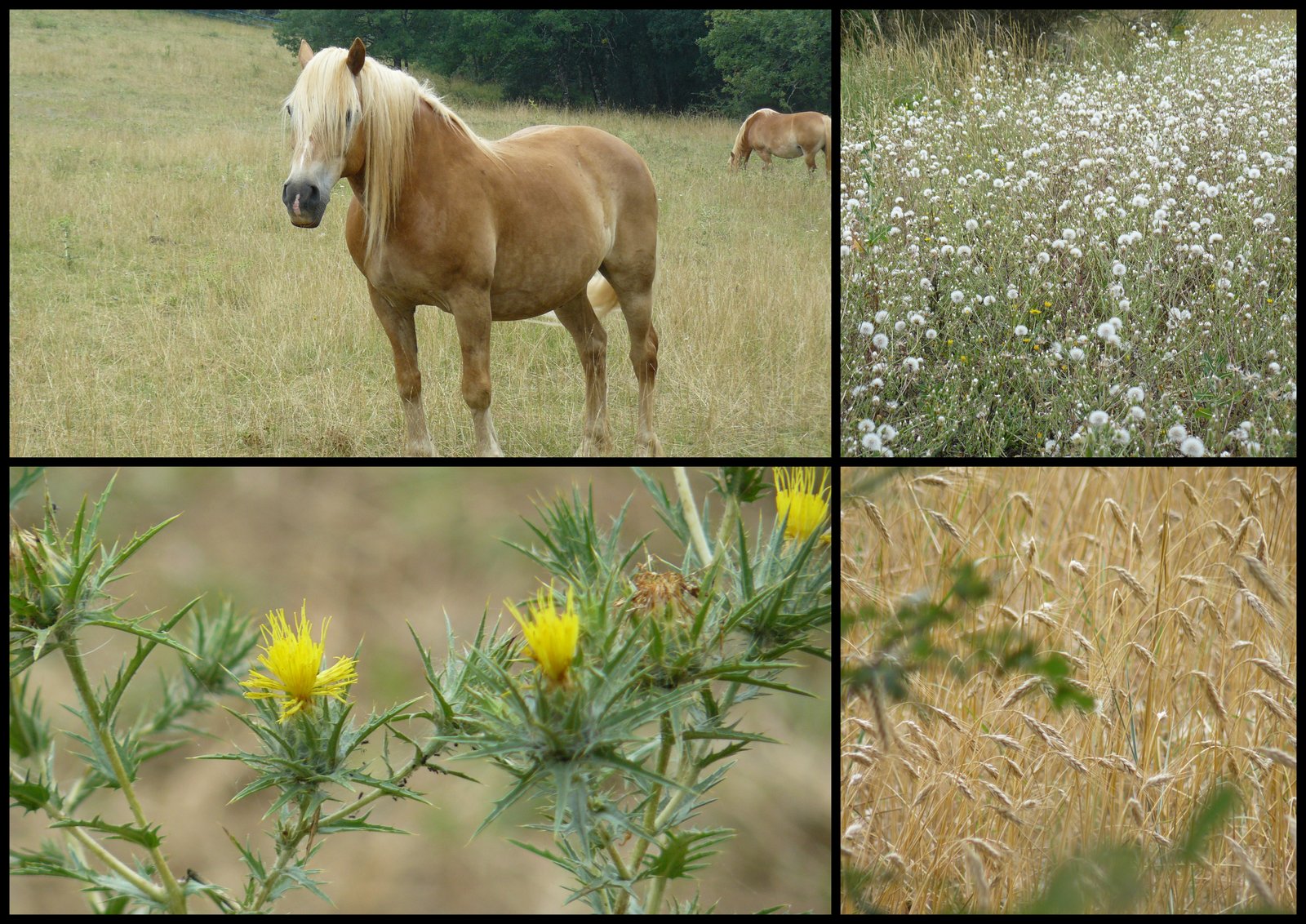 Rando 9 juil 2017 se niergues14
