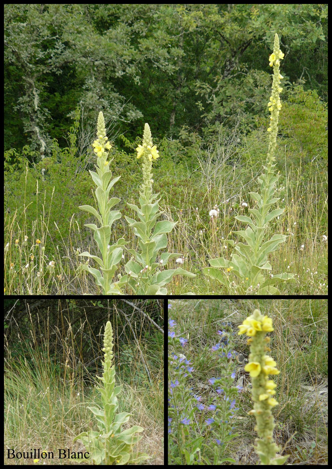 Rando 9 juil 2017 se niergues3