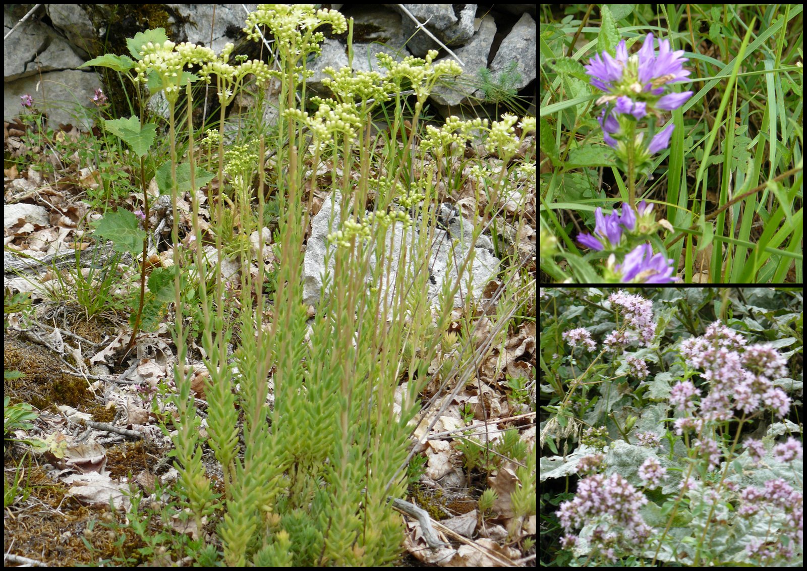 Rando 9 juil 2017 se niergues8