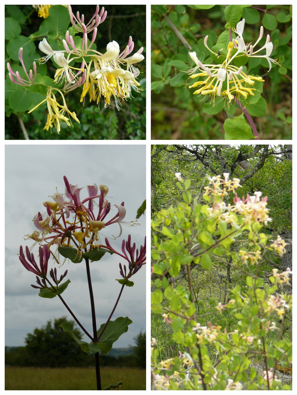 Rando les junies cahors 4 juin 2017