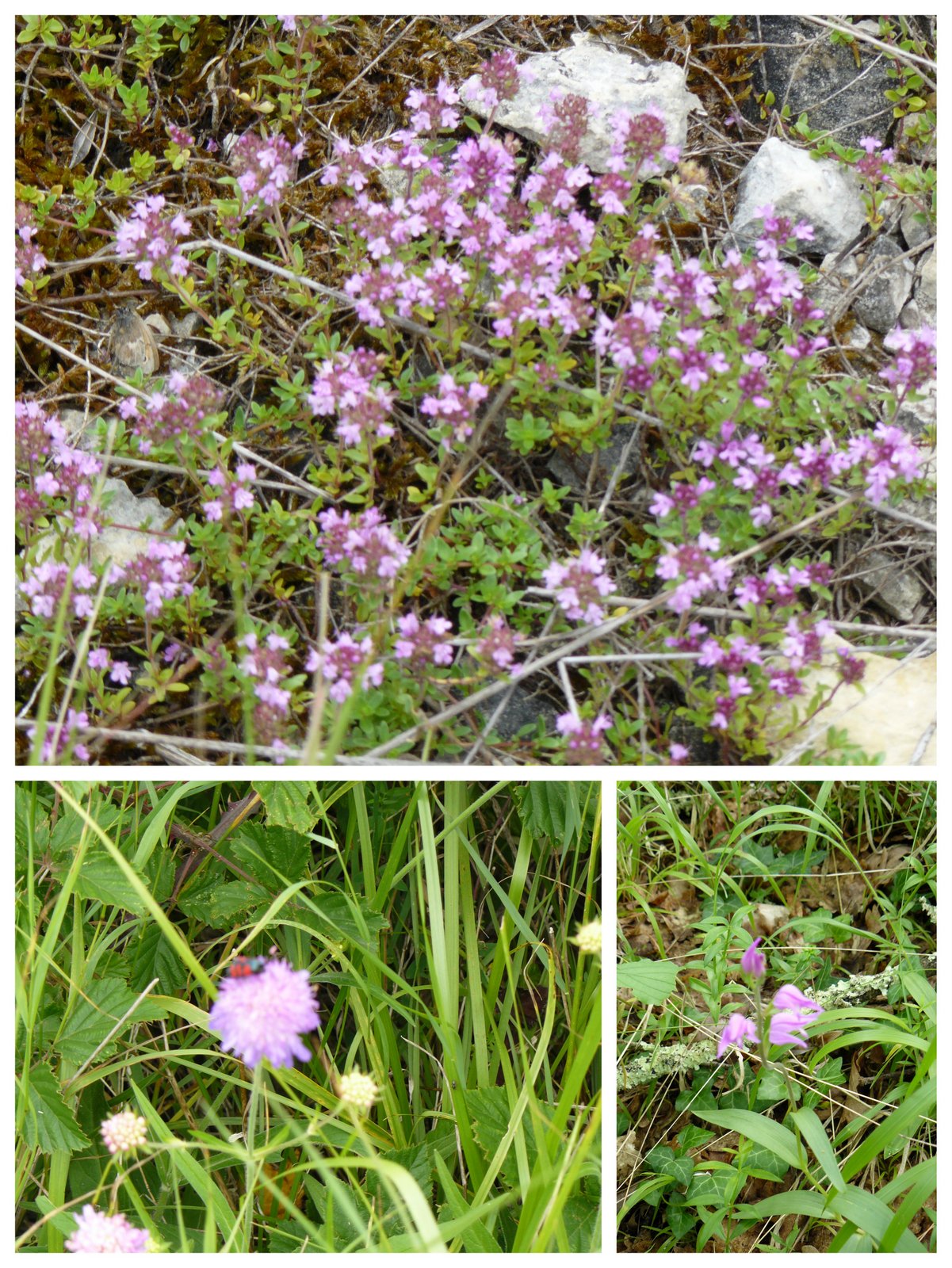 Rando les junies cahors 4 juin 20171