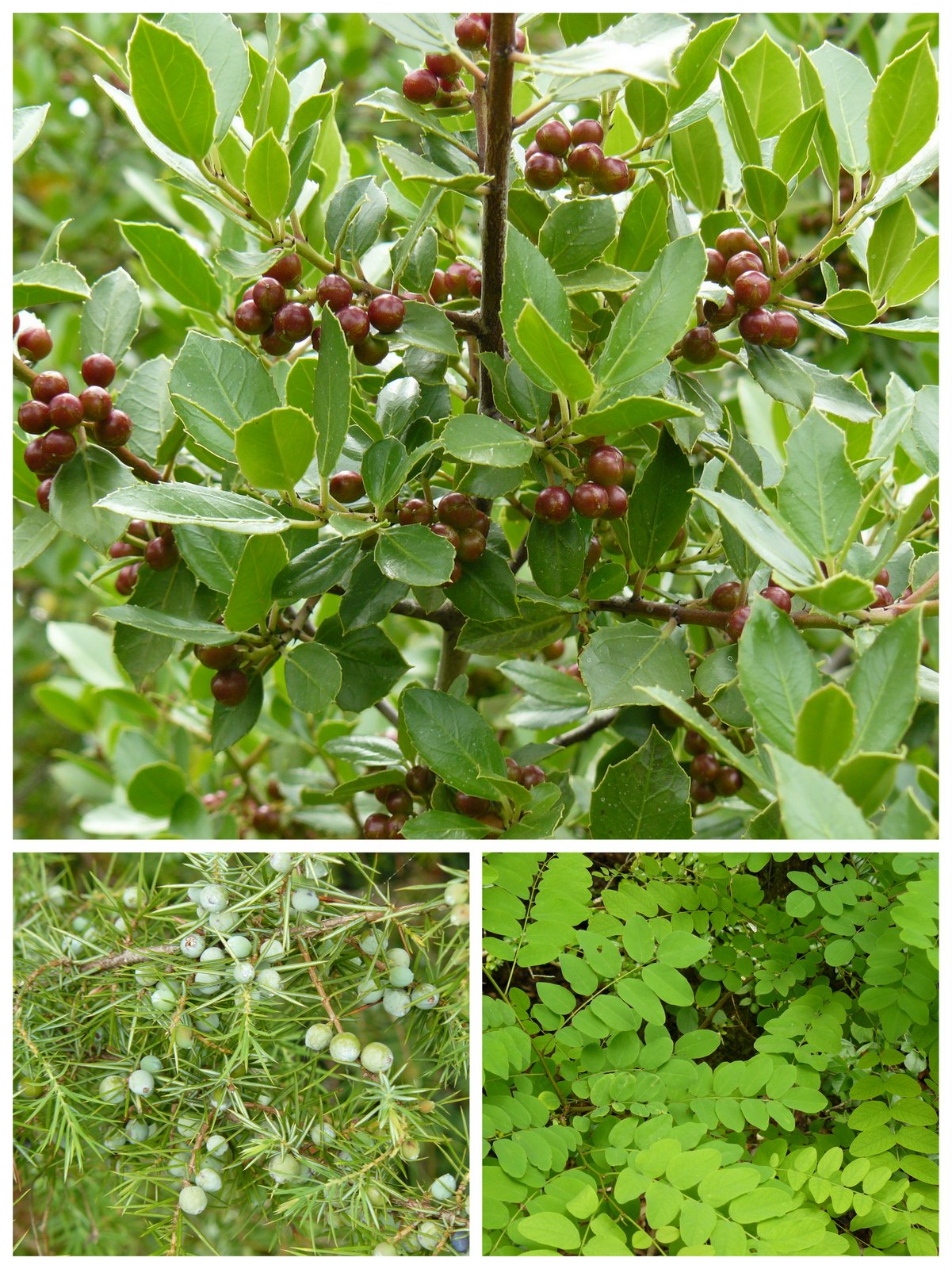 Rando les junies cahors 4 juin 20172