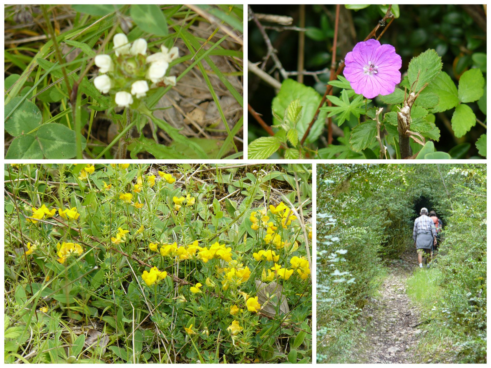 Rando les junies cahors 4 juin 20179