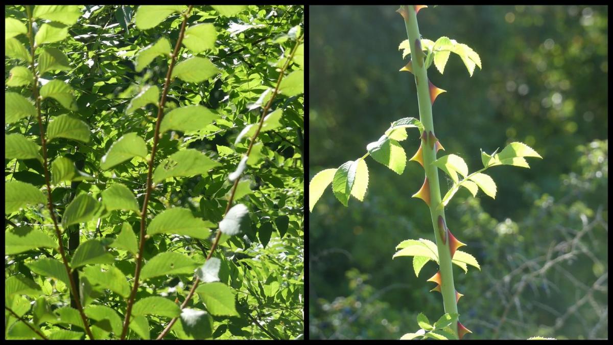 12 juillet 20 depart du mas del sol5