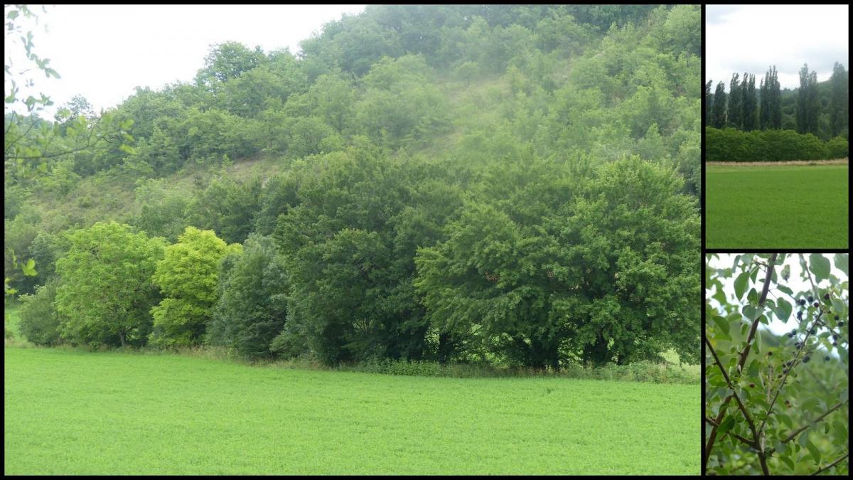 14 juin 20 brouelles maxou11