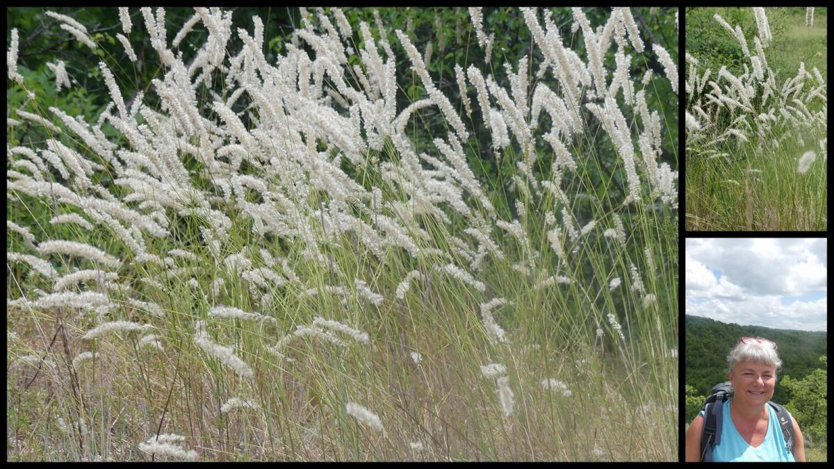 14 juin 20 brouelles maxou6