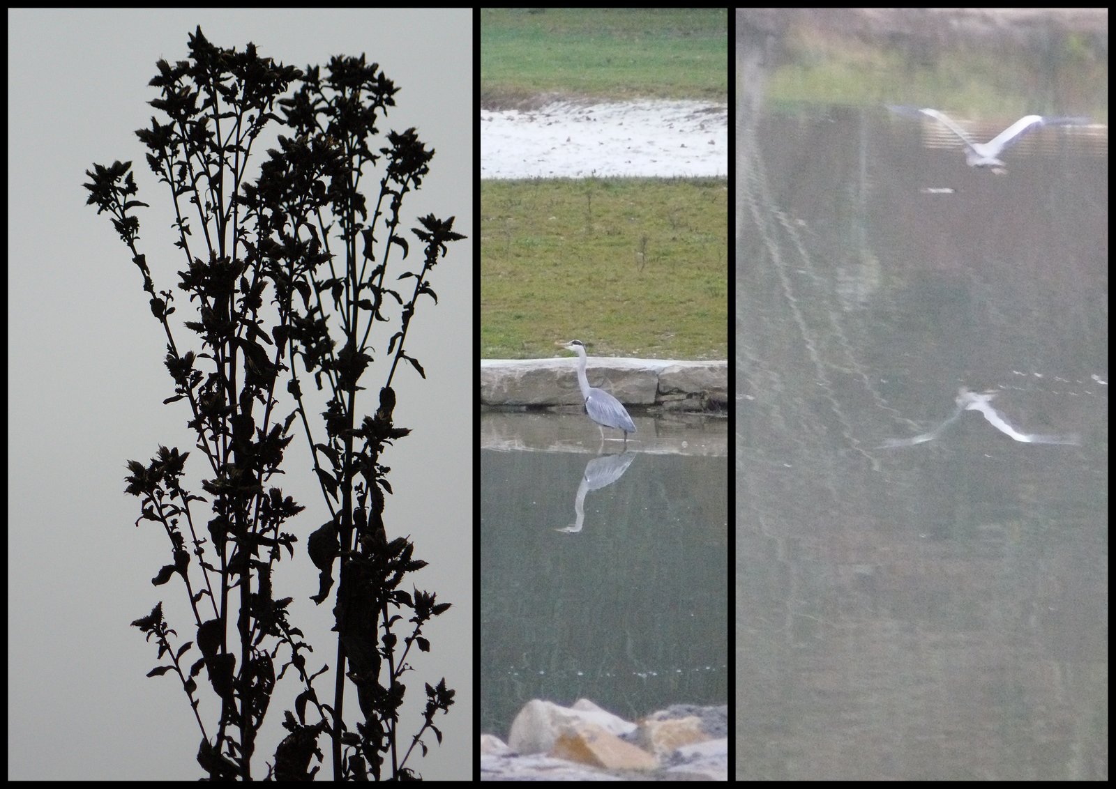 17 de c 2017 catus10