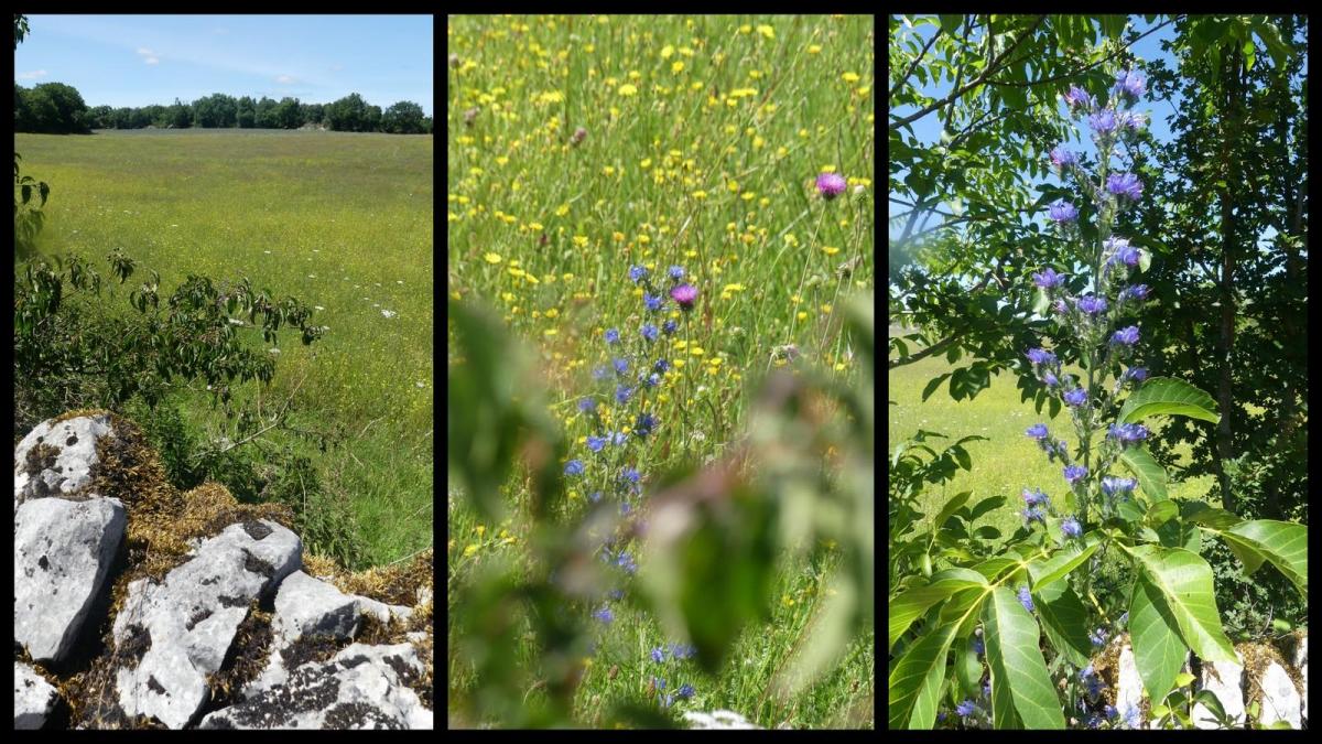 5 juillet 2020 espedaillac10