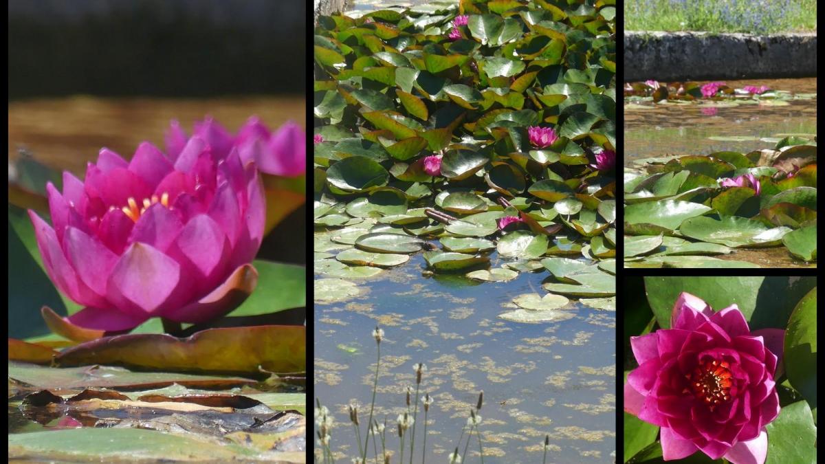 5 juillet 2020 espedaillac2