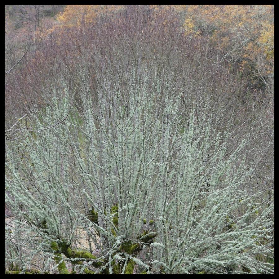 7 de c 25 concores9 1