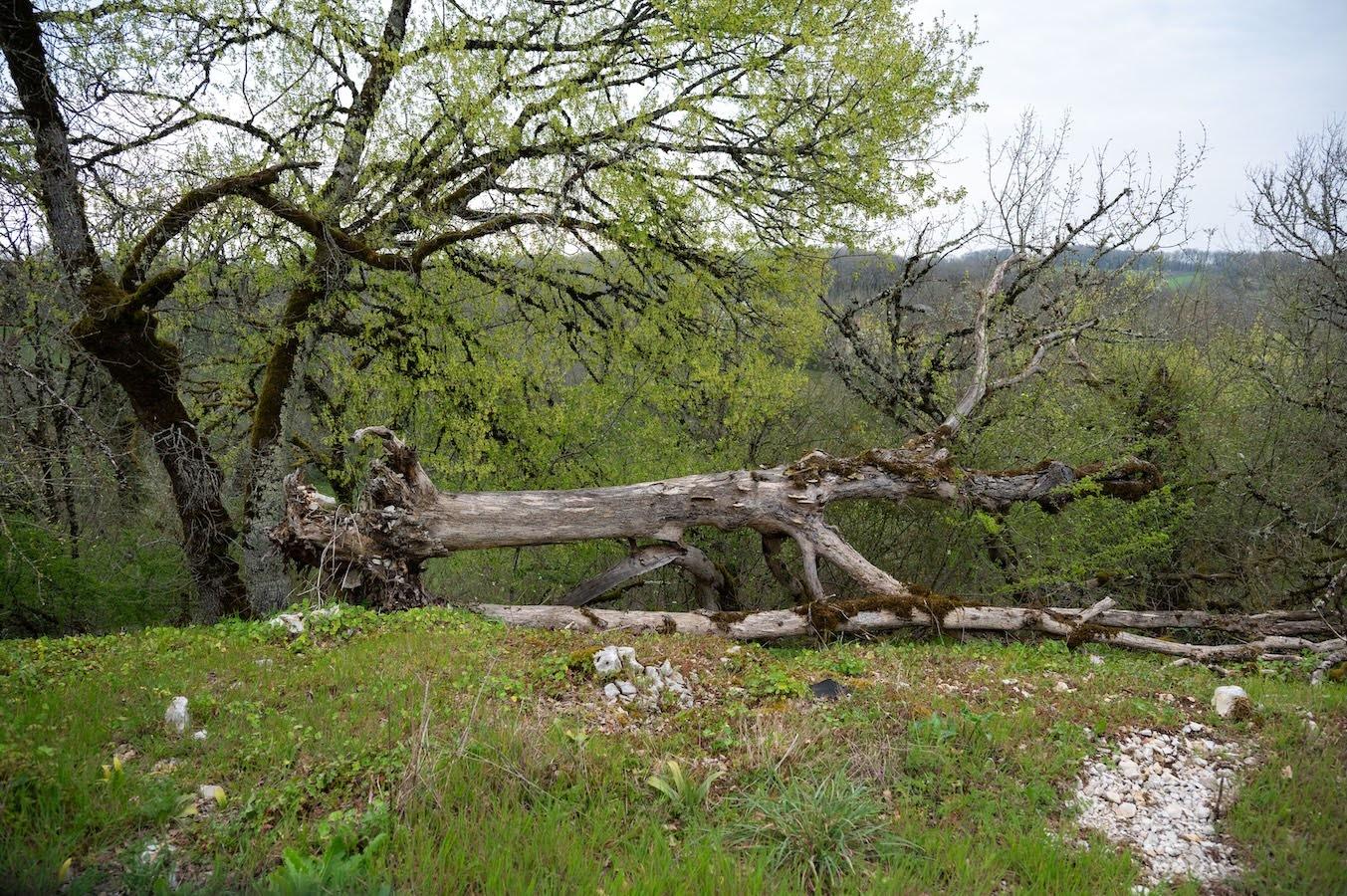 Montamel 22032026 17