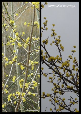 Rando 12 mars 2017 st pierre de liversou1