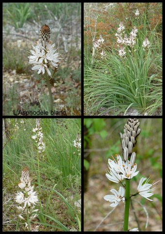 Rando rocamadour 16 avril 2017 3 6